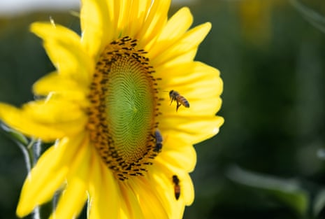 Bees buzz around the centre of one bloom