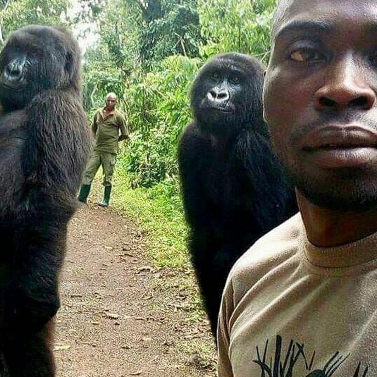 Gorilla selfie': DRC park ranger explains photo that went viral ...