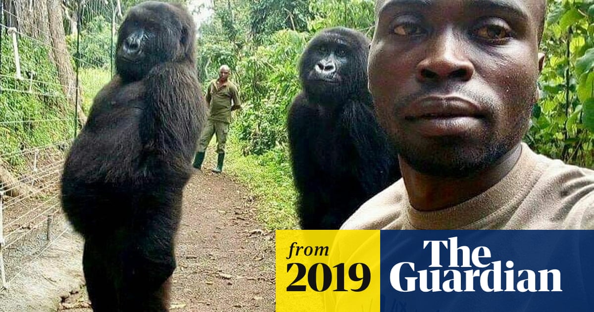 'Gorilla selfie': DRC park ranger explains photo that went viral