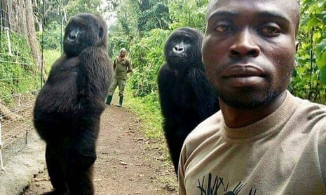 Mathieu Shamavu poses for a photo with the orphaned gorillas Nkakazi and Ndeze.
