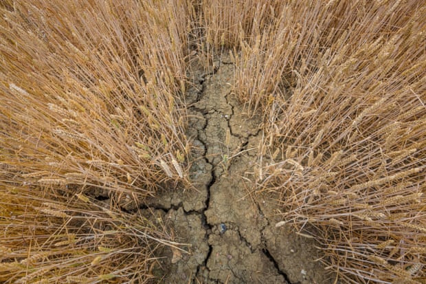 Parched soil in a wheat field in Suffolk.