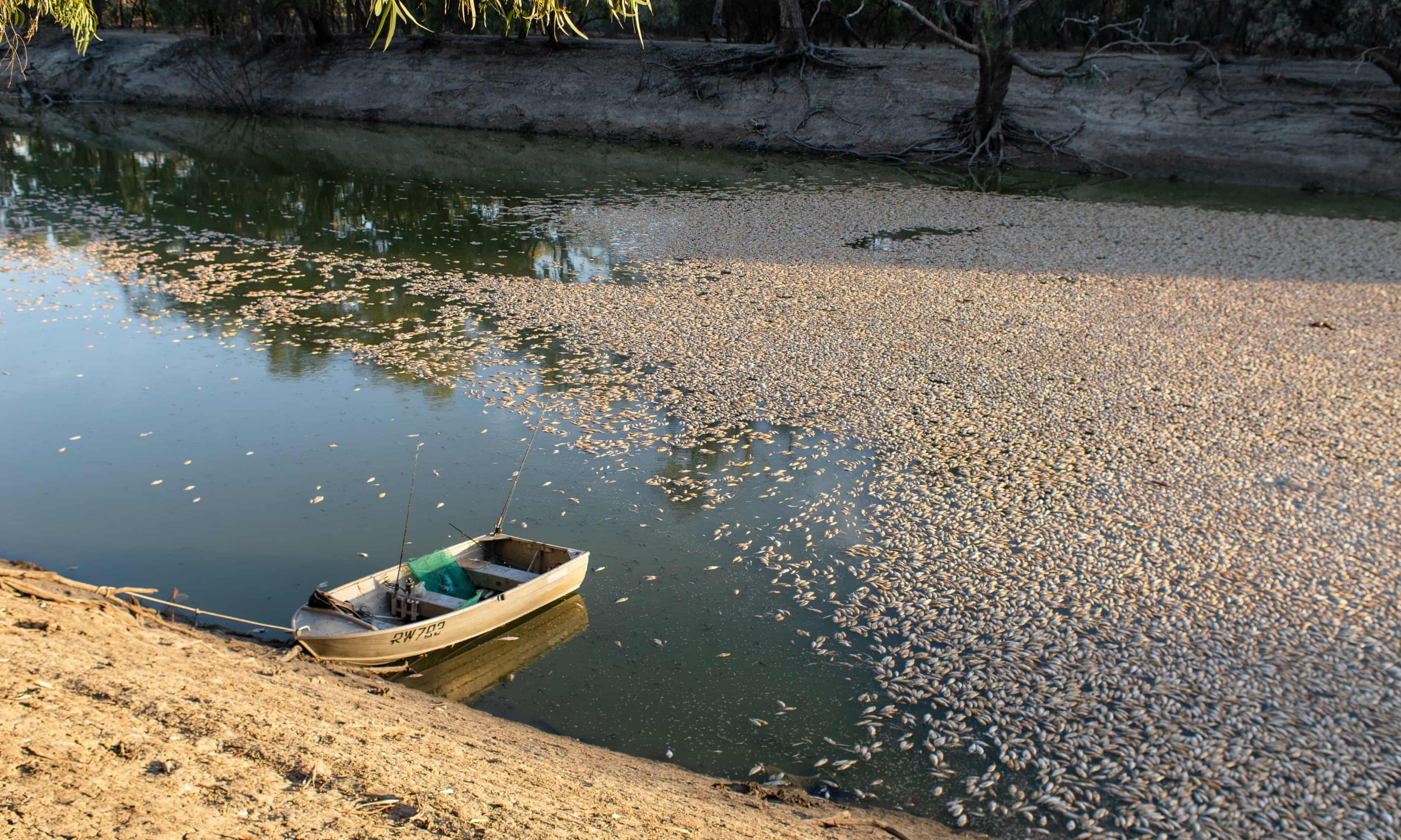 ‘The river has been destroyed’: expert says agriculture has overshadowed science in the Murray-Darling Basin ‘The river has been destroyed’: expert says agriculture has overshadowed science in the Murray-Darling Basin
