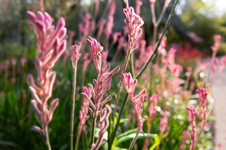 Pink flowers bathed in afternoon sunlight.