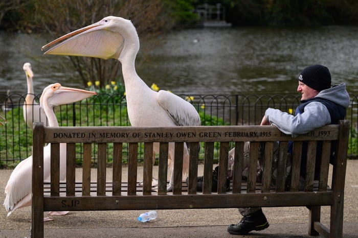 foto-van-de-maand-april-2021-Grote-witte-pelicaan-london