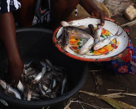 ‘The water is no longer our friend’: how dredging is pushing Lagos Lagoon towards ecosystem collapse – photo essay A woman puts fish from a bucket on to a plate.