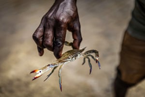 A man’s hand, holding a crab