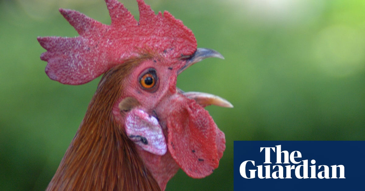 Roosters may be able to recognise their reflection, study finds
