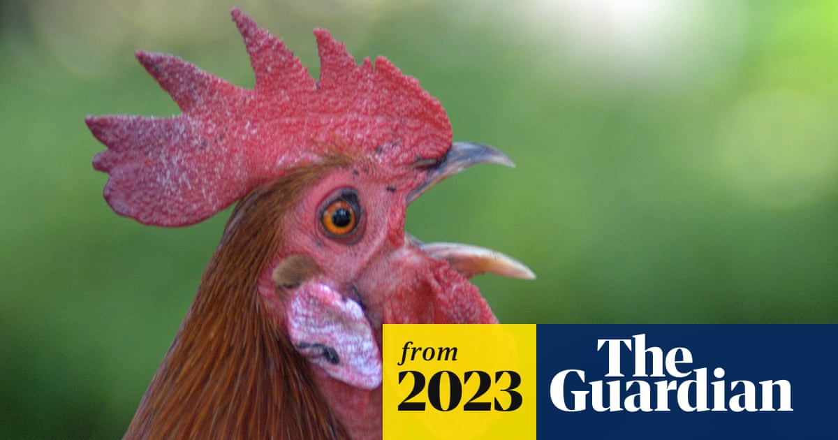 Which Birds Can Recognise Themselves in a Mirror: Surprising Insights
