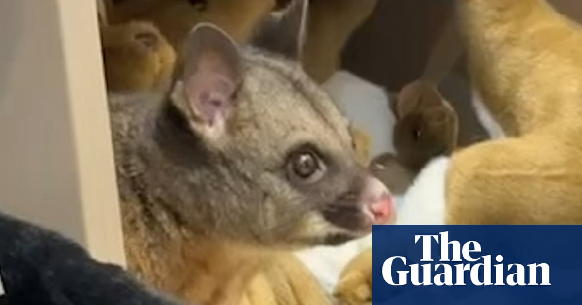Possum found nestled in with plush toys at airport gift shop in Tasmania