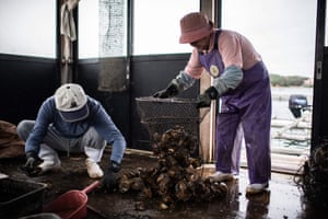 Farmers clean the oysters