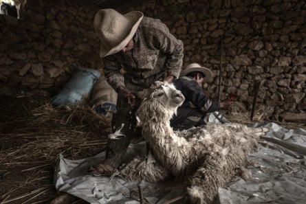 A man sits on an alpaca and shears it