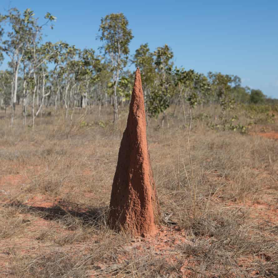 A large termite mound
