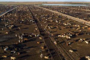 A feedlot for cattle in Texas, US