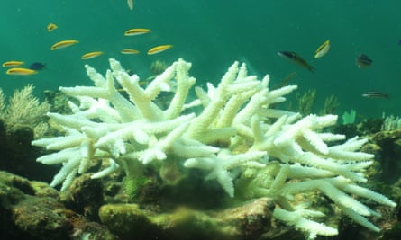 Sbiancamento dei coralli a Puerto Morelos, in Messico, il 10 agosto 2023.