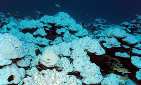 Bleached Lobed pore corals (Porites Lobata) under water