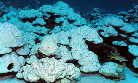 Bleached lobed coral on the Great Barrier Reef