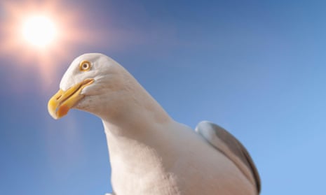 A watchful gull on Brighton beach.