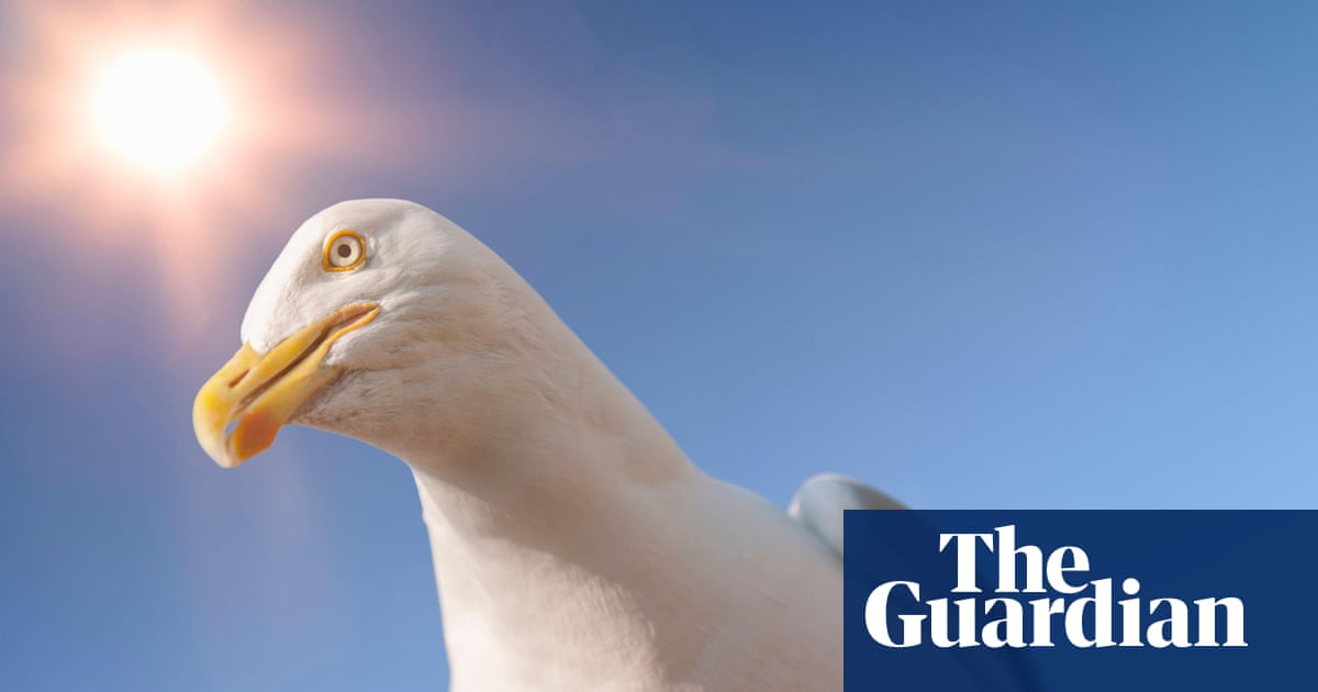 Respuesta de los lectores: can seagulls recognise you?