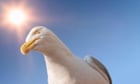 Readers reply: can seagulls recognise you?