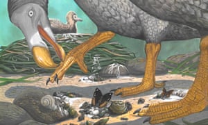 The long-extinct dodo has inspired a panoply of research, but until now much of its life cycle has been a mystery.