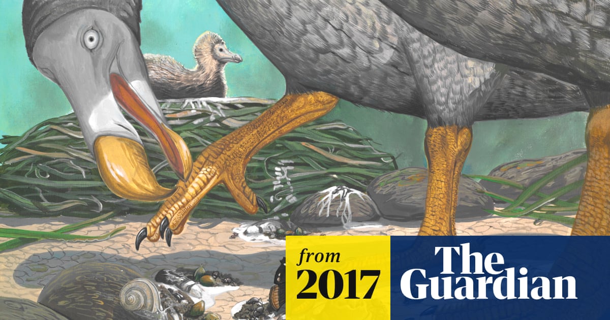 Where was the Dodo Birds Habitat: Uncover the Lost Island Mystery