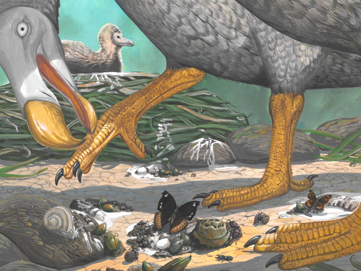 Life Cycle Of The Mysterious And Long Dead Dodo Revealed By Bone Study Extinct Wildlife The Guardian Life Cycle Of The Mysterious And Long Dead Dodo Revealed By Bone Study Extinct Wildlife The Guardian