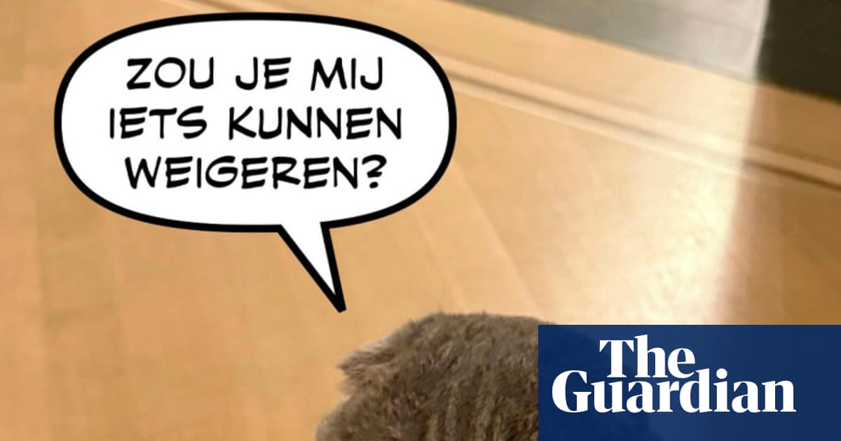 Belgian PM's cat Maximus is social media star with subliminal political message'