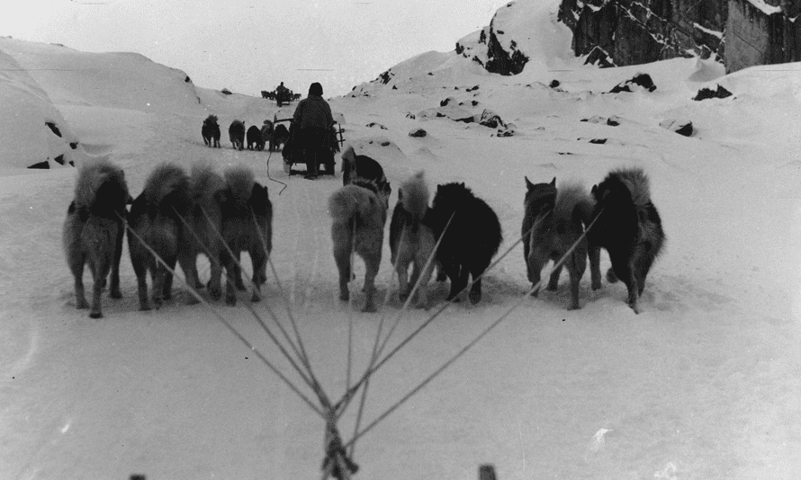 Huskies pulling Tété Michel-Kpomassie’s sledge.