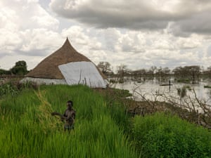 James Wuor weeds the paddy field beside his home