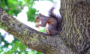 A squirrel eating an ice-cream cornet