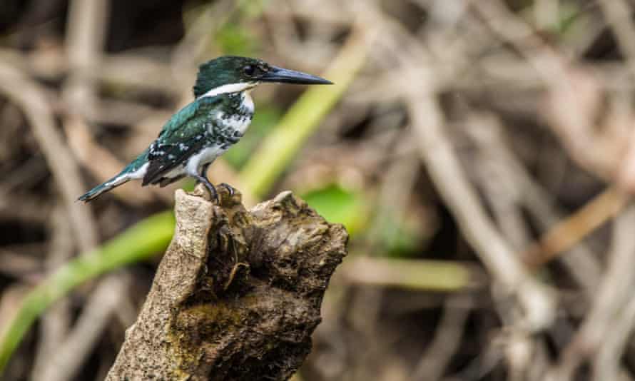A green kingfisher on the Sierpe river