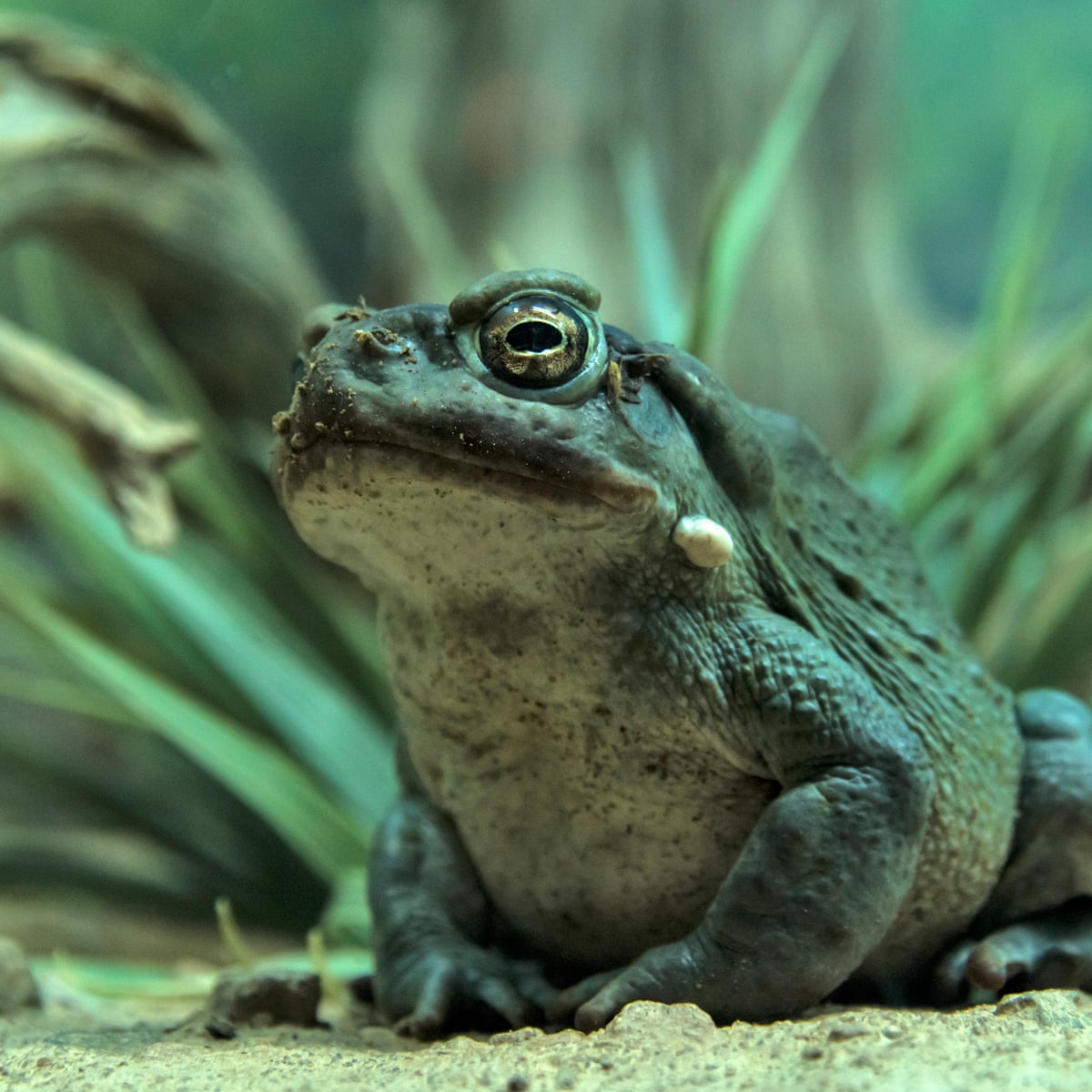 How to Get Toad : Master the Art of Catching Toads in 5 Simple Steps