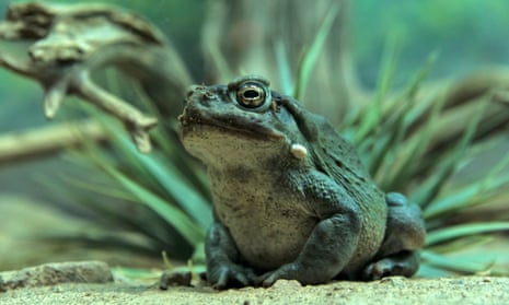 The Sonoran desert toad (Incilius alvarius) is considered ‘endangered’ in California and ‘threatened’ in New Mexico.