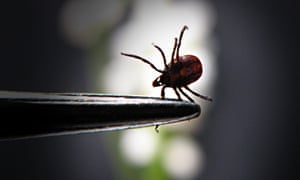 Uk Lyme Disease Cases May Be Three Times Higher Than Estimated
