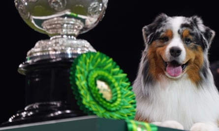 Viking the Australian shepherd poses with his Crufts trophy and rosette