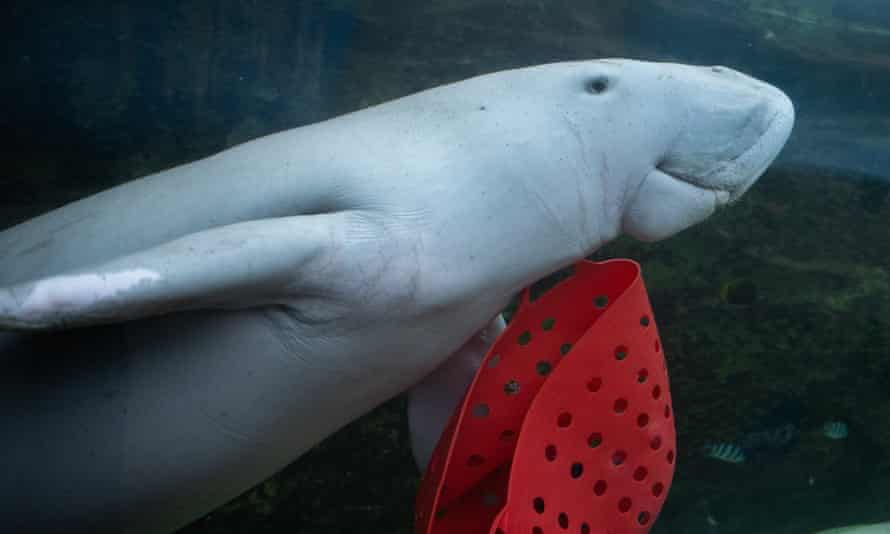 'I was expecting him to choose blue': Pig the dugong bets on a Labor election win.
