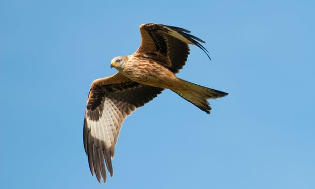 A red kite in Dumfries & Galloway.