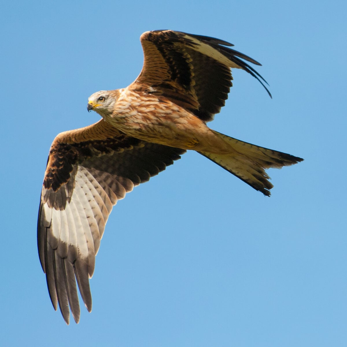 What Are the Largest Birds of Prey?