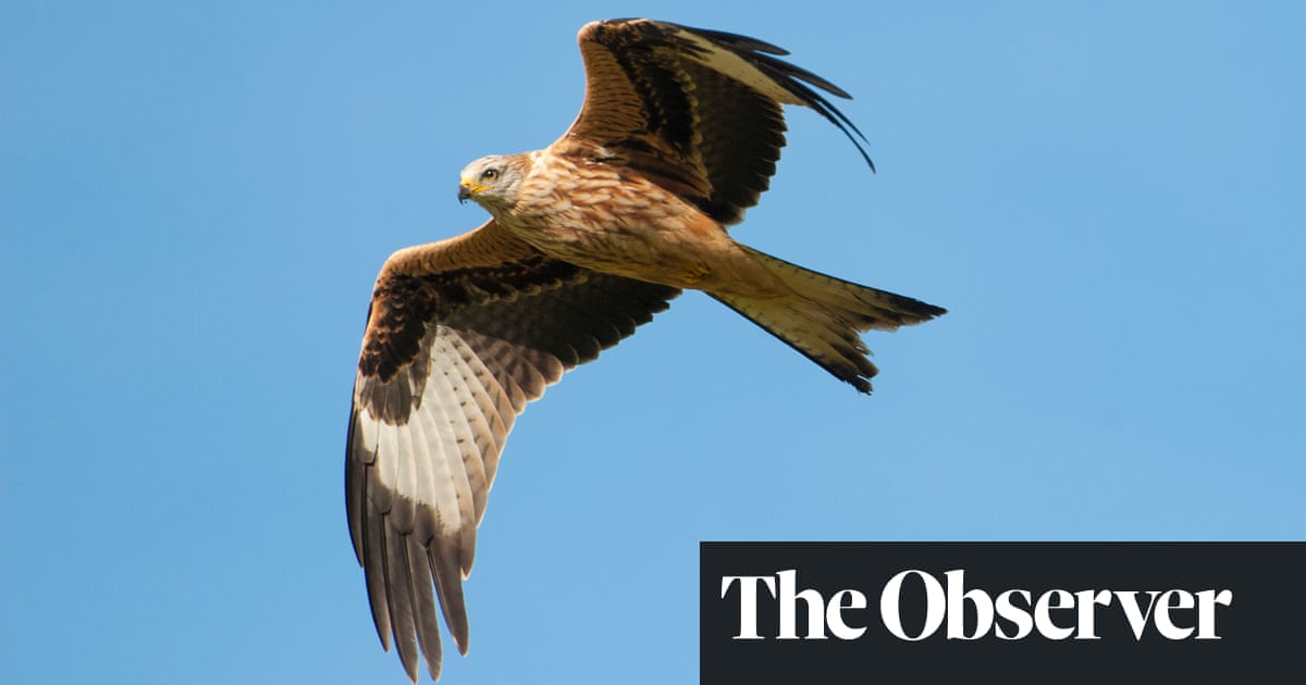 Britain’s birds of prey are back from the brink of extinction – and live on webcam