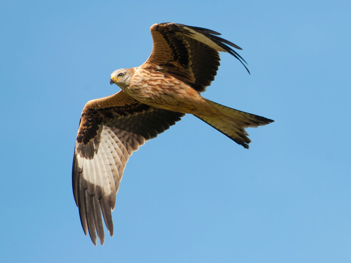 Bird Scores Globally Lean Towards Birds of Prey