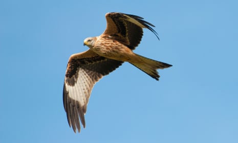 A red kite photographed at a feeding station in Dumfries and Galloway, Scotland.