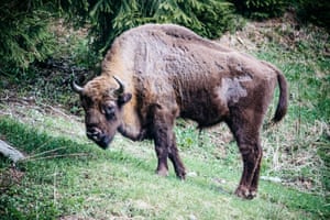 A large male bison grazes