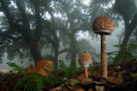 Parasol mushroom (Macrolepiota procera) in Los Alcornocales park.