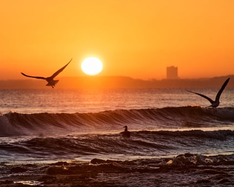 Gaivotas voam acima das ondas quebrando na praia enquanto o sol nasce em um céu alaranjado.