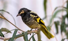 Regent Honeyeaters and chicks in their Avairy at Taronga Western Plains Zoo,Dubbo NSW August 2020/Photograph Rick Stevens/20299827
