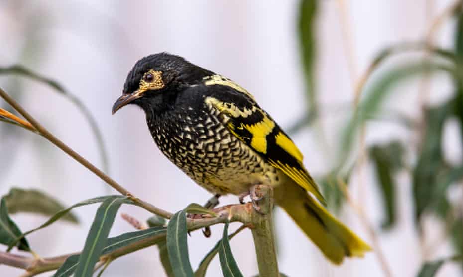 If The Regent Honeyeater Is Voted Off The Island In The Bird Of The Year Poll Its Love Song May Be Lost Forever Sean Dooley The Guardian