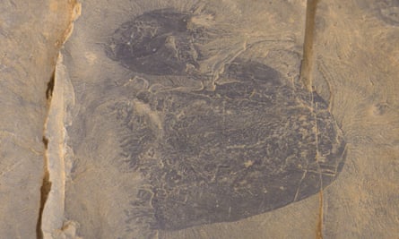 A specimen of Burgessomedusa phasmiformis discovered in Burgess Shale.