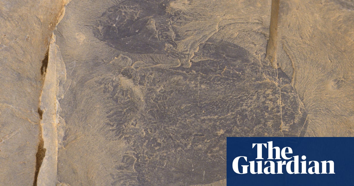 Oldest species of swimming jellyfish discovered in 505myearold fossils  The Guardian Oldest species of swimming jellyfish discovered in 505myearold fossils  The Guardian