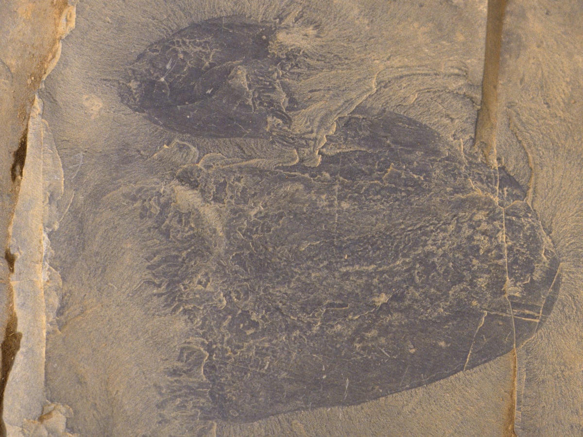 Oldest species of swimming jellyfish discovered in 505m-year-old fossils | Fossils | The Guardian