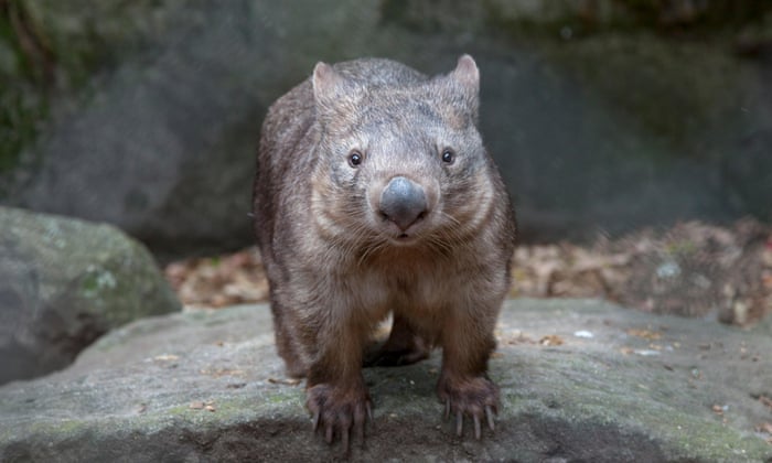 Woman attacked by wombat thought she was going to die | Canberra | The  Guardian